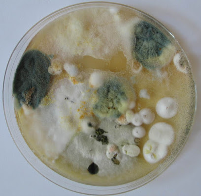 Institut für Umwelt und Baubiologie GmbH